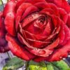 Energy & Empathy Oracle Cards